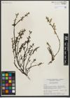 Foto von Salix myrtillifolia Anderson